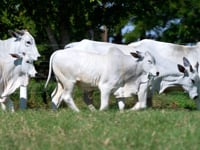 Lote ASP03 <br>Alta Habilidade Maternal