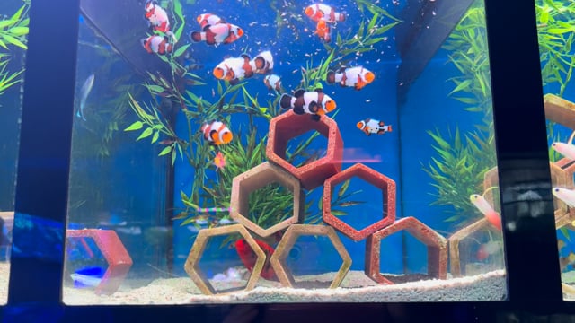 Flame Angelfish WYSIWYG 6 video