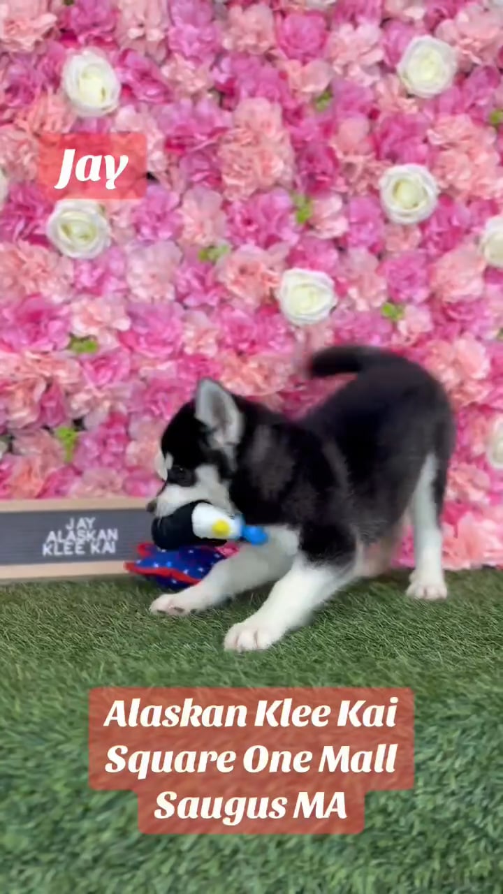 Male Alaskan Klee Kai puppy named Jay for sale at Pet Express Saugus. video thumbnail