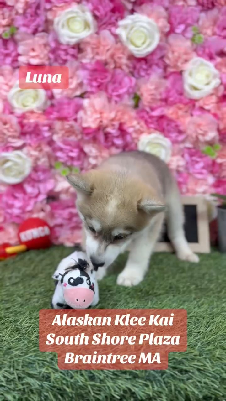 Female Alaskan Klee Kai puppy named Gloria for sale at Pet Express Saugus. video thumbnail