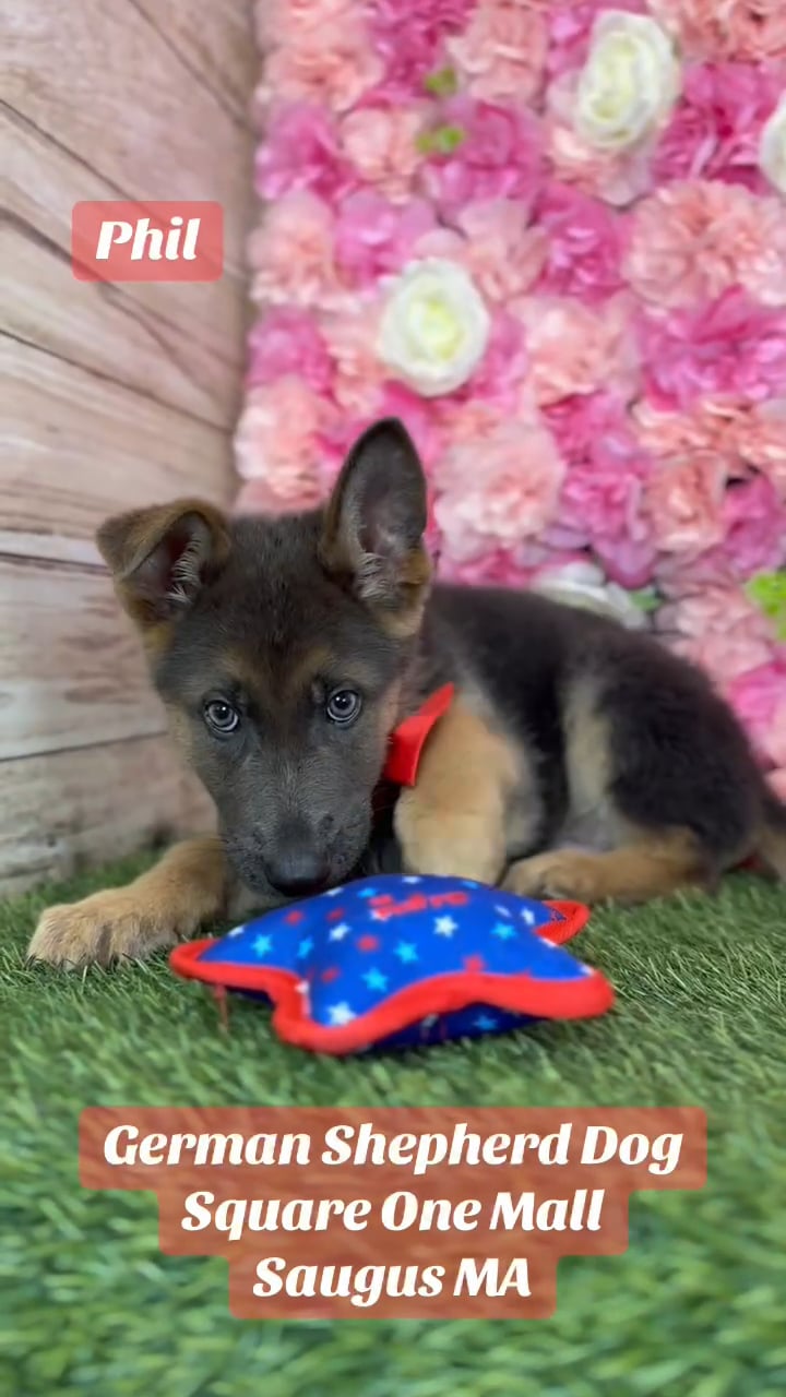 Male German Shepherd Dog puppy named Phil for sale at Pet Express Saugus. video thumbnail