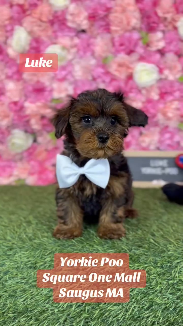 Male Yorkie-Poo puppy named Luke for sale at Pet Express Saugus. video thumbnail
