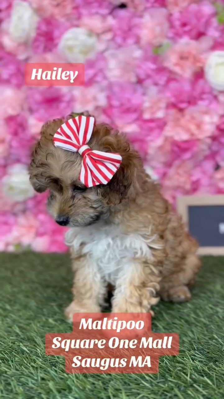 Female Malti-Poo 2Nd Gen puppy named Haley for sale at Pet Express Saugus. video thumbnail