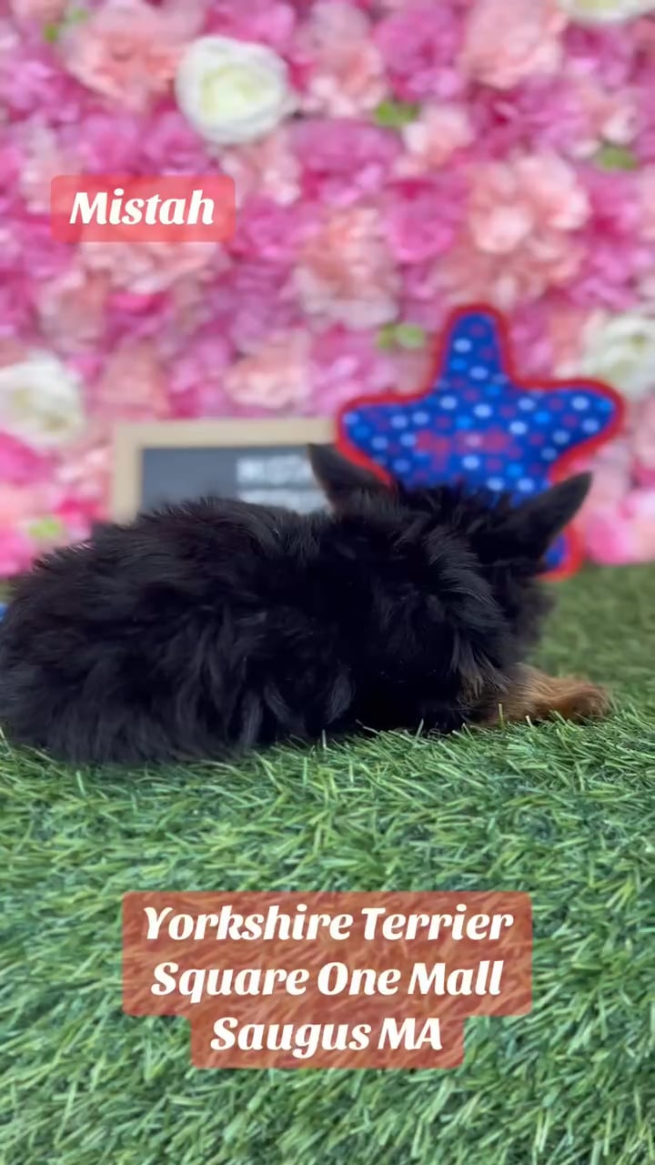 Male Yorkshire Terrier puppy named Mistah for sale at Pet Express Saugus. video thumbnail
