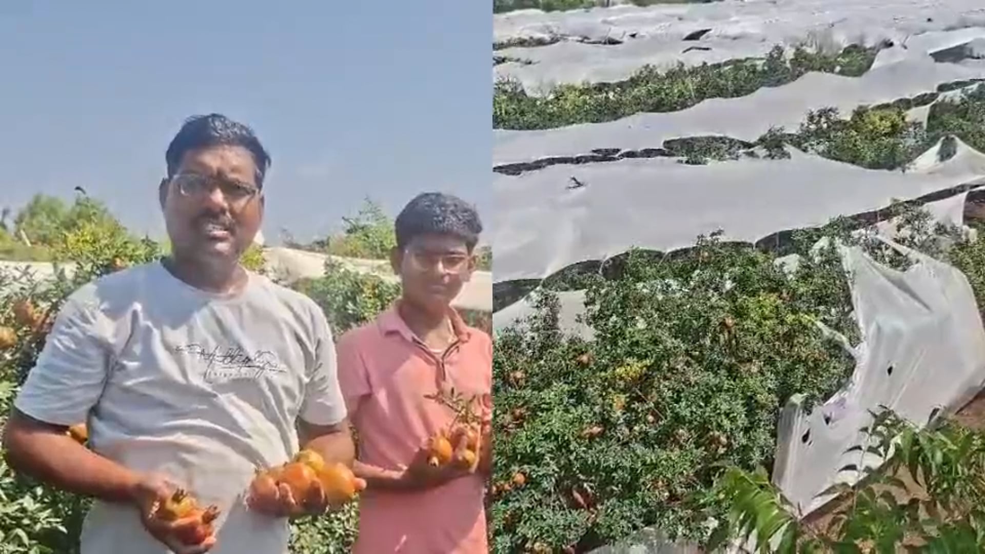 शेटफळे परिसरात अवकाळी पावसाने मोठे नुकसान शेतकरी मदतीच्या प्रतीक्षेत 