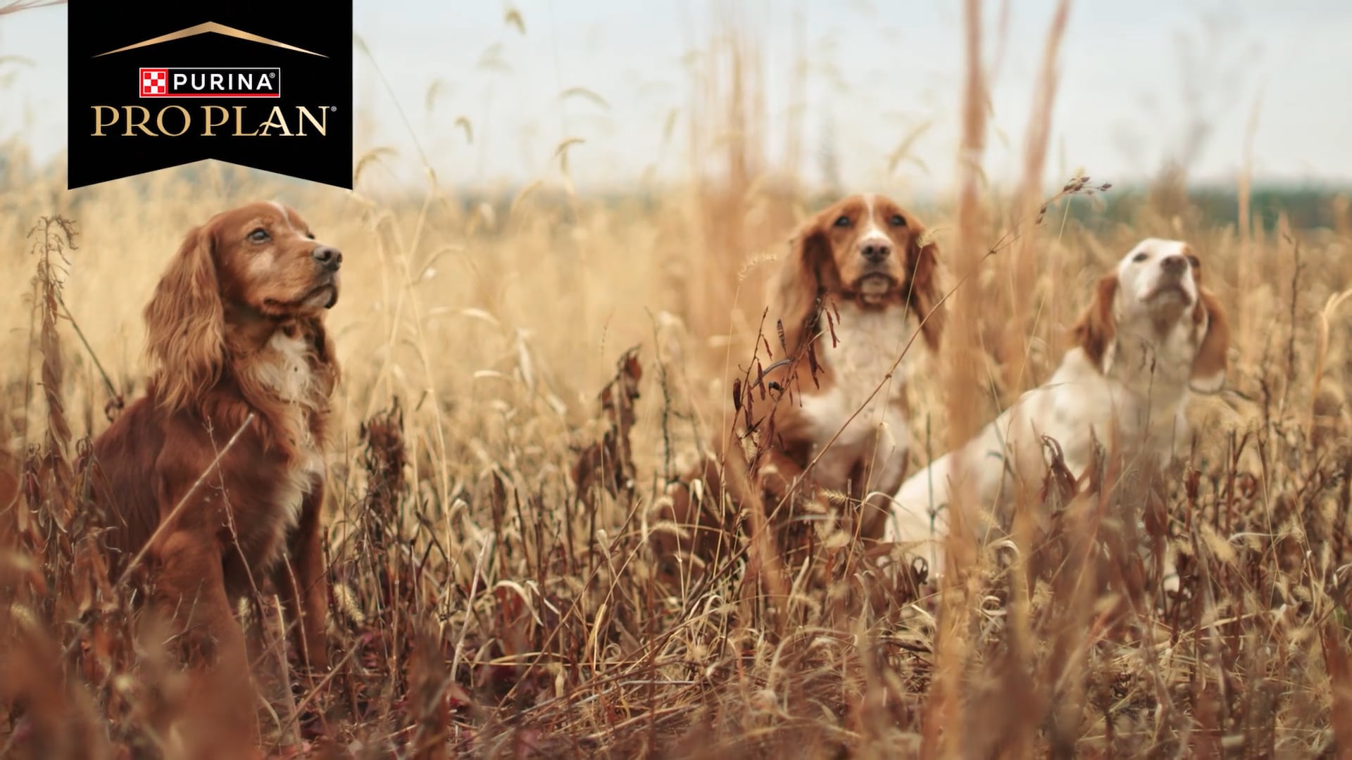 RyglenGundogs