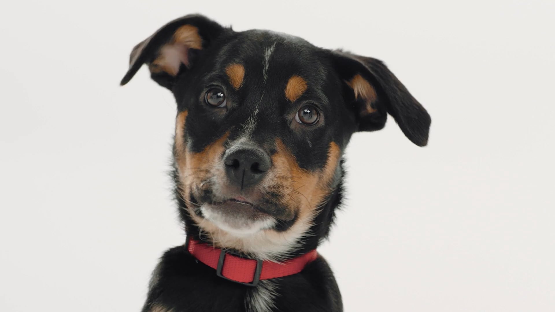 purina_|_puppy_kitten_food (1080p)