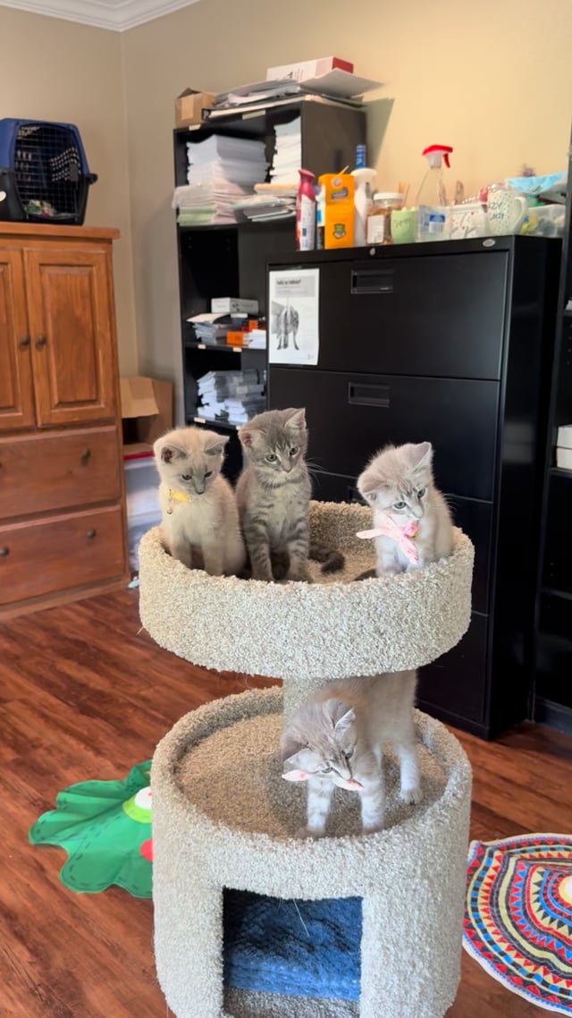 Enlarge Blue, an adopted mixed breed in Providence, RI video 3/4