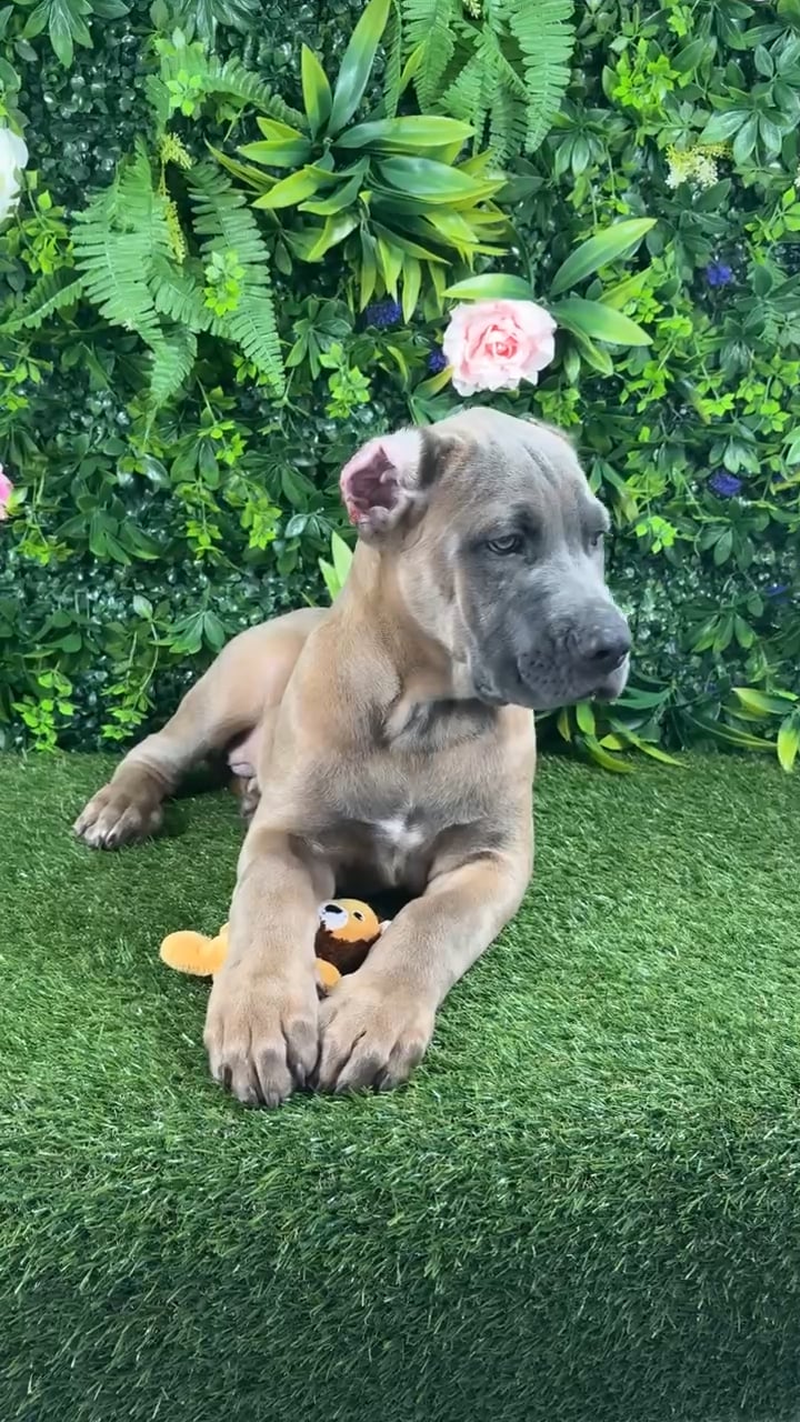 Male Cane Corso puppy named Salvatore for sale at Puppy Dreams - Katy. video thumbnail