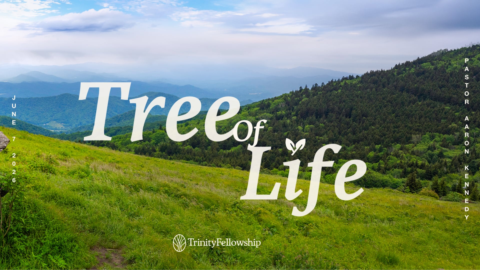 Tree of Life | Trinity Fellowship Church