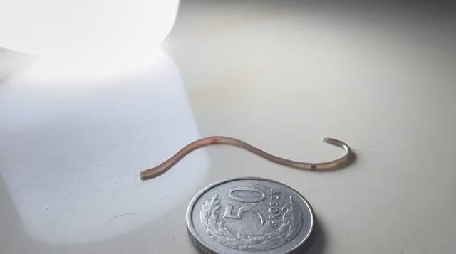 brahminy_snake