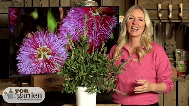 Callistemon citrinus (Bottlebrush Plant) 