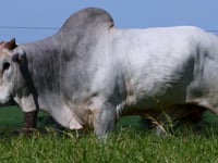 Lote 91