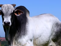 Lote 94