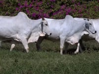 Lote E07