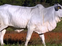 Lote 04