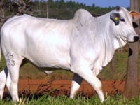 Lote 03