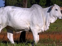 Lote 01
