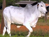 Lote 05