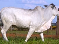 Lote 28