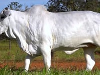 Lote 31