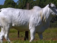 Lote 32