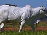 Lote 30
