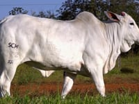 Lote 40