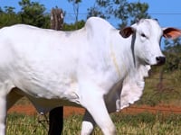 Lote 43