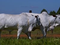 Lote 48