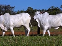 Lote 47