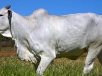 Lote 51