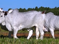 Lote 50