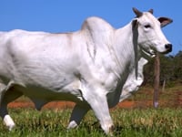 Lote 56