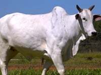 Lote 57