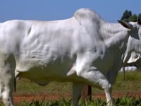 Lote 62