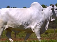 Lote 66