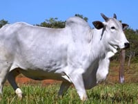 Lote 67
