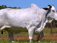 Lote 69