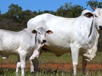 Lote 73
