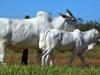 Lote 75