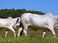 Lote 76