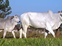 Lote 80