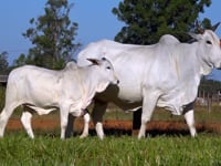 Lote 86