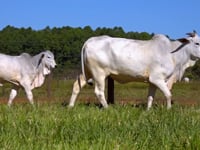 Lote 88