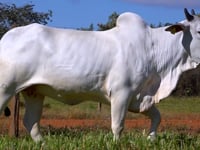 Lote 95