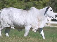 Lote E01