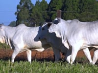 Lote 06