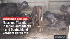 Undercover-Recherche: Massives Tierleid in Indien aufgedeckt