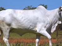 Lote 65